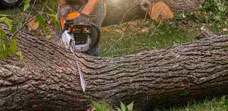 Best Lawn Drainage Solutions  in Hollywood Park, TX