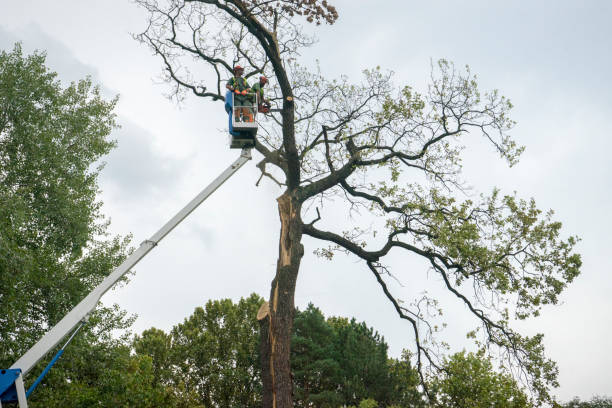 Best Tree Health Inspection  in Hollywood Park, TX
