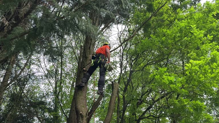 Best Hazardous Tree Removal  in Hollywood Park, TX