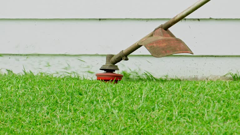 Best Tree Removal  in Hollywood Park, TX