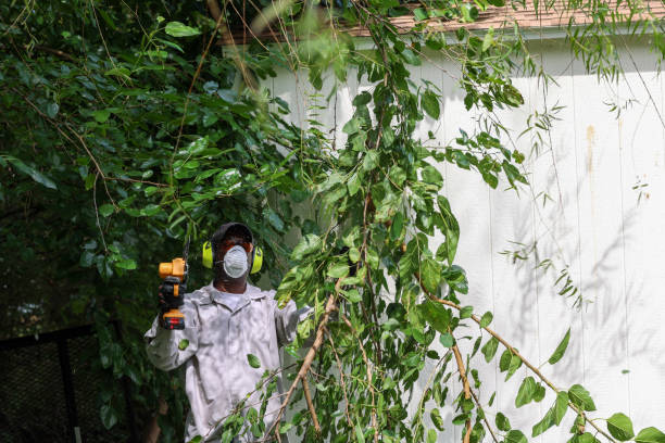 Best Tree Preservation Services  in Hollywood Park, TX