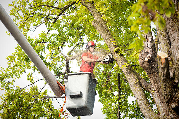 How Our Tree Care Process Works  in  Hollywood Park, TX
