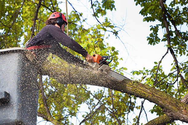 Best Tree and Shrub Care  in Hollywood Park, TX